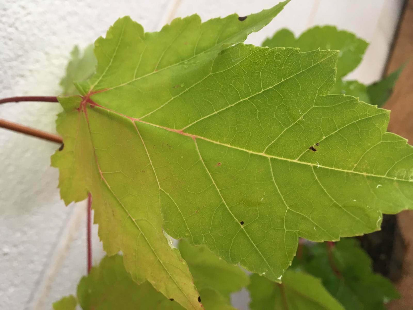 Live Plant - 2 October Glory Maple Trees - Live Plants - 12-24" Tall - Qt. Pot
