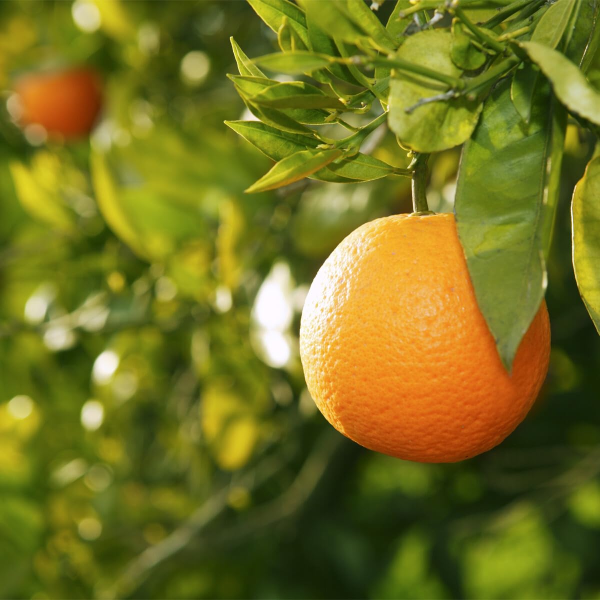Live Plant - Valencia Orange Tree - 26-30" Tall - Live Citrus Plant - Grafted - Gallon Pot