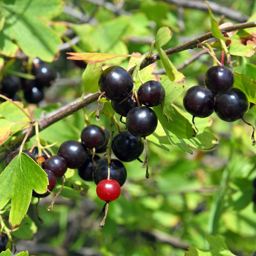 Gooseberry Plant Live for Planting, Gooseberry Bushes Live Plant, 5 to 10 Inc Tall (Black)