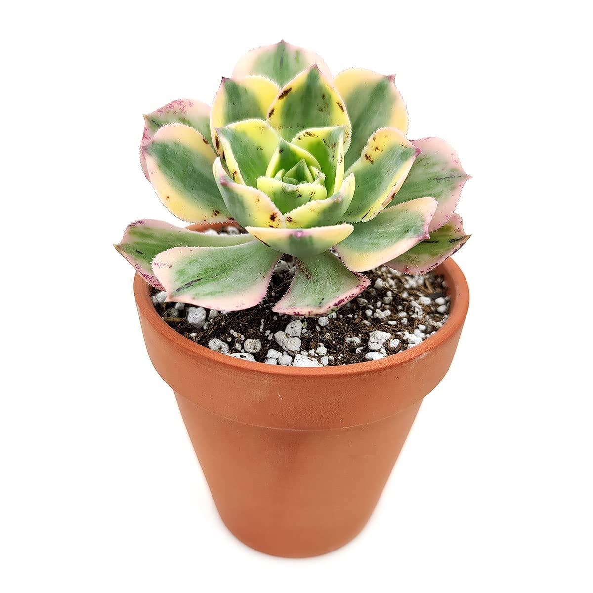 Aeonium Sunburst Copper Pinwheel - Live Succulent Plant, 4 Inch Pot, Variegated Green Yellow Rosette Leaves with Pink Edges, Easy to Care Plant for Home Garden Decor, Plant Gifts (Plastic Pot, 4 Inch)