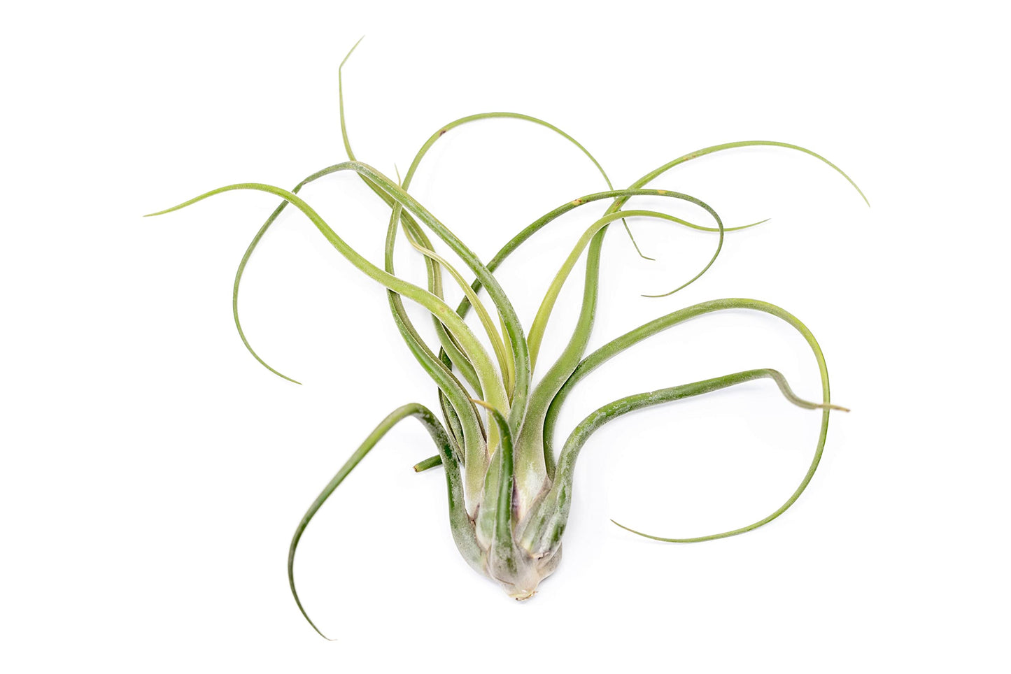 Air Plant Shop 3 Pack XL Tillandsia Caput Medusae Air Plant - Live Tillandsia - Easy Care Indoor and Outdoor House Plants (Pack of 3)