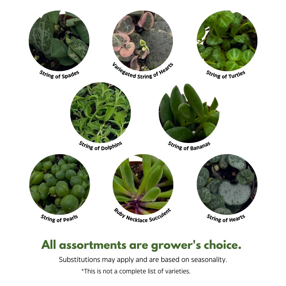 BubbleBlooms Succulent Strings Set of 5 Different String Plants in 2 inch pots Grower's Choice Includes Variegated String of Pearls, Turtles, Hearts, Frogs, Dolphins and More