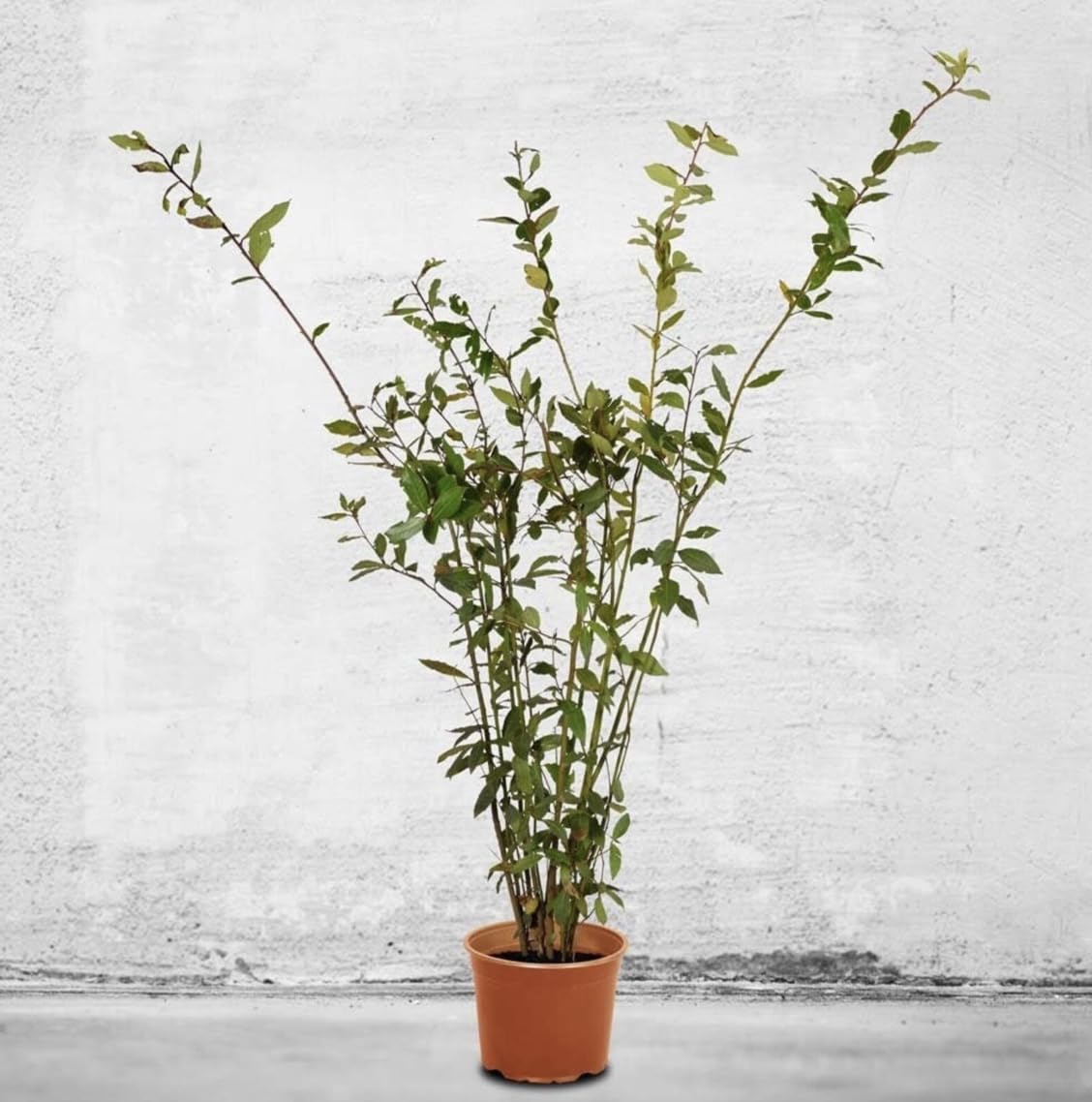 Bay Laurel Tree - Laurus Nobilis - Bay Leaf Live Plant (5–9 Inches Tall) - True Laurel, Aromatic Evergreen – Container-Friendly Patio Tree or Indoor Herb