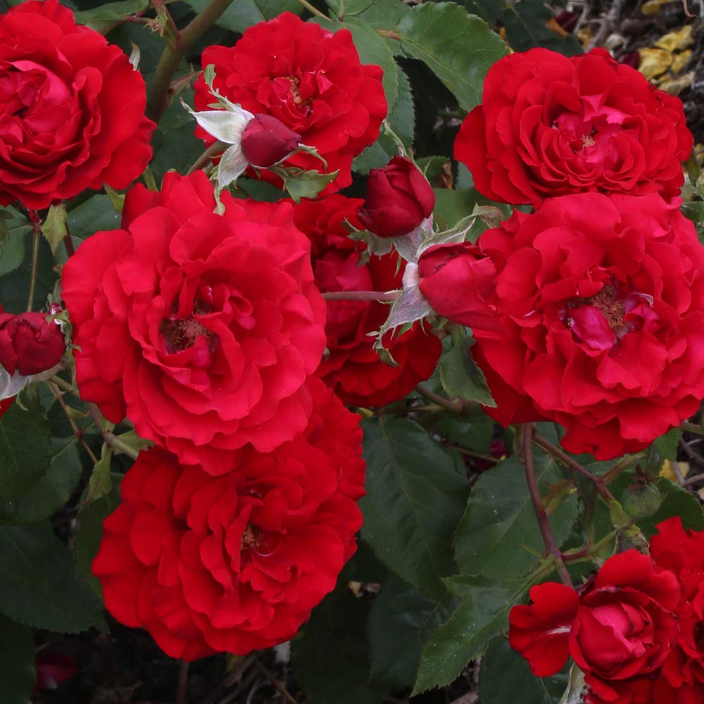 Heirloom Floribunda Roses, Live Own Root Plant for Outdoor Garden, Oh My!™, Lightly FragrantHardiness Zones: 5-10, Repeat Blooming