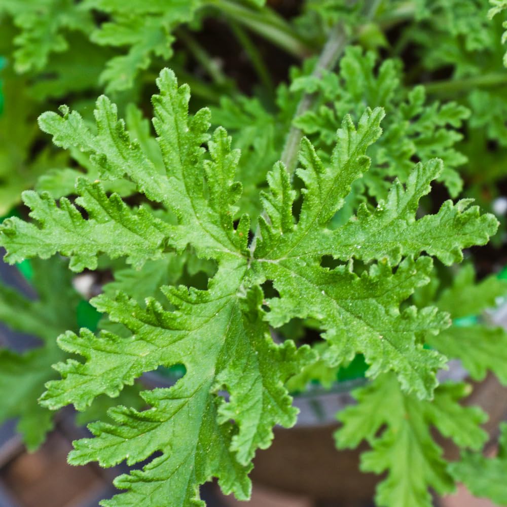 TriStar Plants - Scented Citronella Geranium - 1 Gallon Growing Container - Root Established, Citronella Scented Geranium, Pelargonium Graveolens Citronella, Citronella Geranium Plant, Citrosa