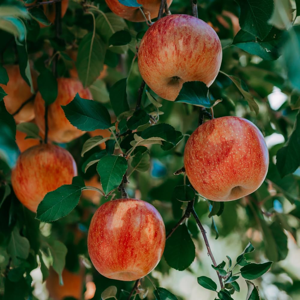 Gala Apple Tree Live Plant 1 to 1.5 Feet Tall, Red Apple Fruit Tree Plant Outdoor Indoor Garden