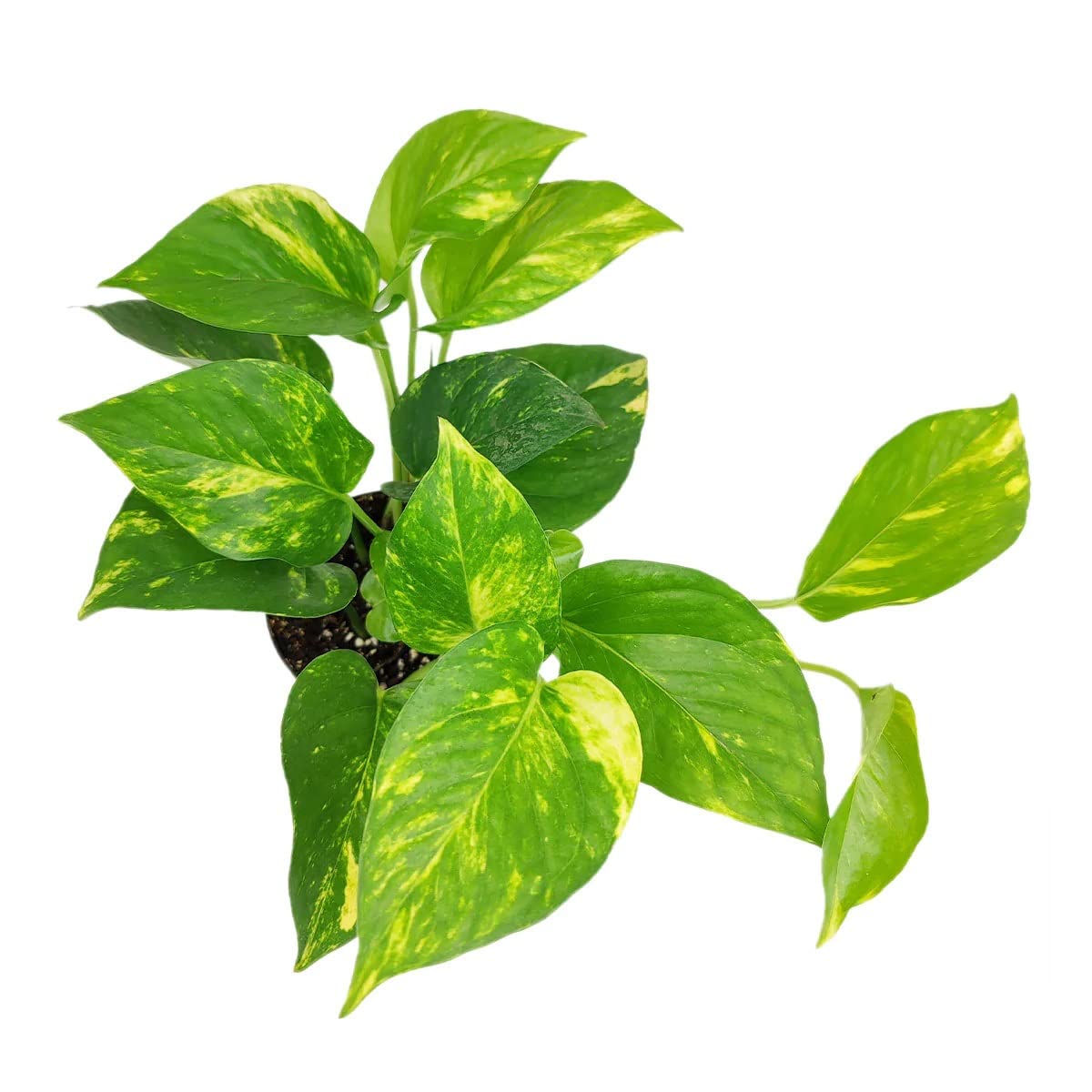 Live Houseplant 4" Golden Pothos - Easy Care Indoor Plant - House Plants Indoors Live - Low Light House Plants - Plants Live Houseplants - Air-Purifying Houseplant for Gift or Home Decoration