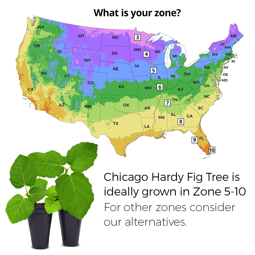 Fig Tree Chicago Hardy Live Plant (4 Pack) Cold-Hardy Live Plants to -10°F | Easy to Grow Plants | Edible Fruit Plant | Grow Your own Food on Your Edible Organic Garden| Live for Planting.
