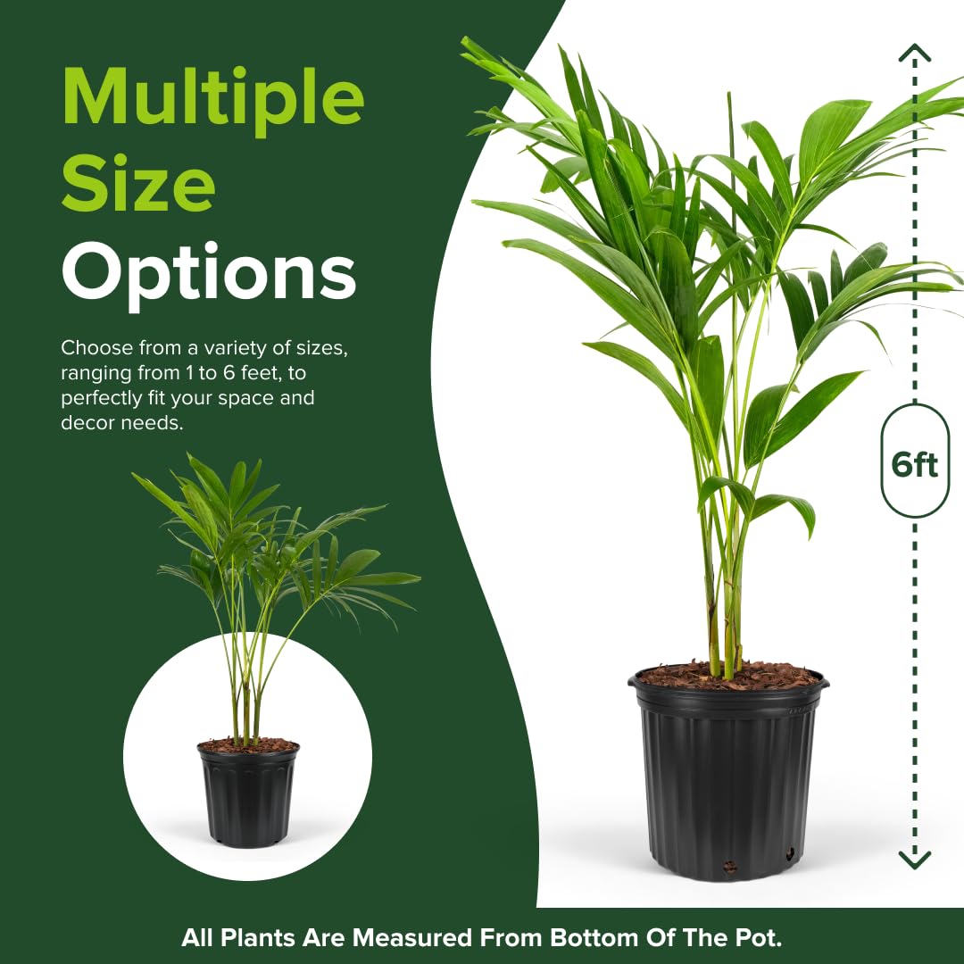 Christmas Palm Triple Tree - Tropical Adonidia Merrillii (Veitchia merrillii), Evergreen Low Maintenance Accent Live Plant for Gardens & Patios, Ideal for Indoor & Outdoor Spaces (1gal Pot, 1-2ft)