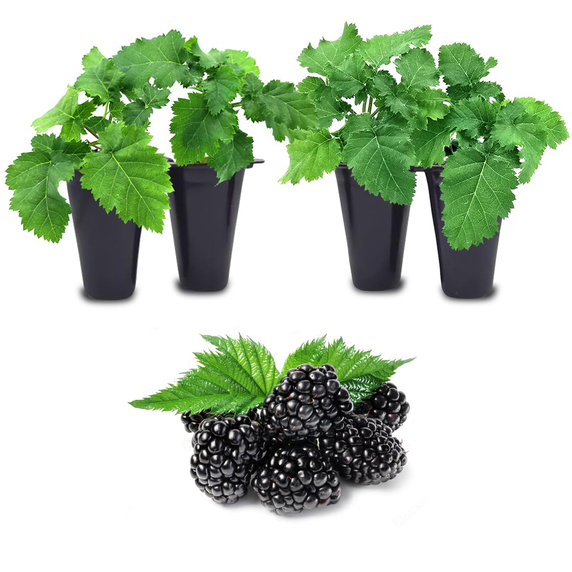 BlackBerry Plants Freedom-Ark (4 Pack) Live for Sale | Easy to Grow Plants | Edible Fruit Plant for Sustainable Living | Grow Your own Food on Your Organic Garden | Live for Planting |