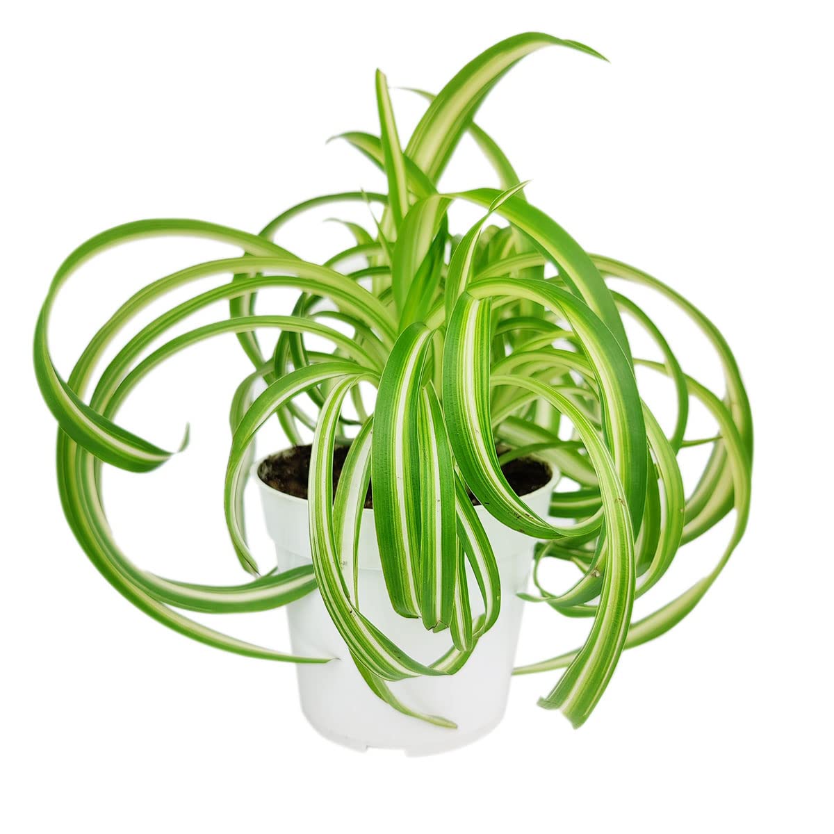 Curly Spider Plant 'Bonnie' (4" Grower Pot) - Healthy Houseplant - Easy Care Indoor Houseplant, Fully Rooted in 2/4/4.5/5/6 inch Sizes