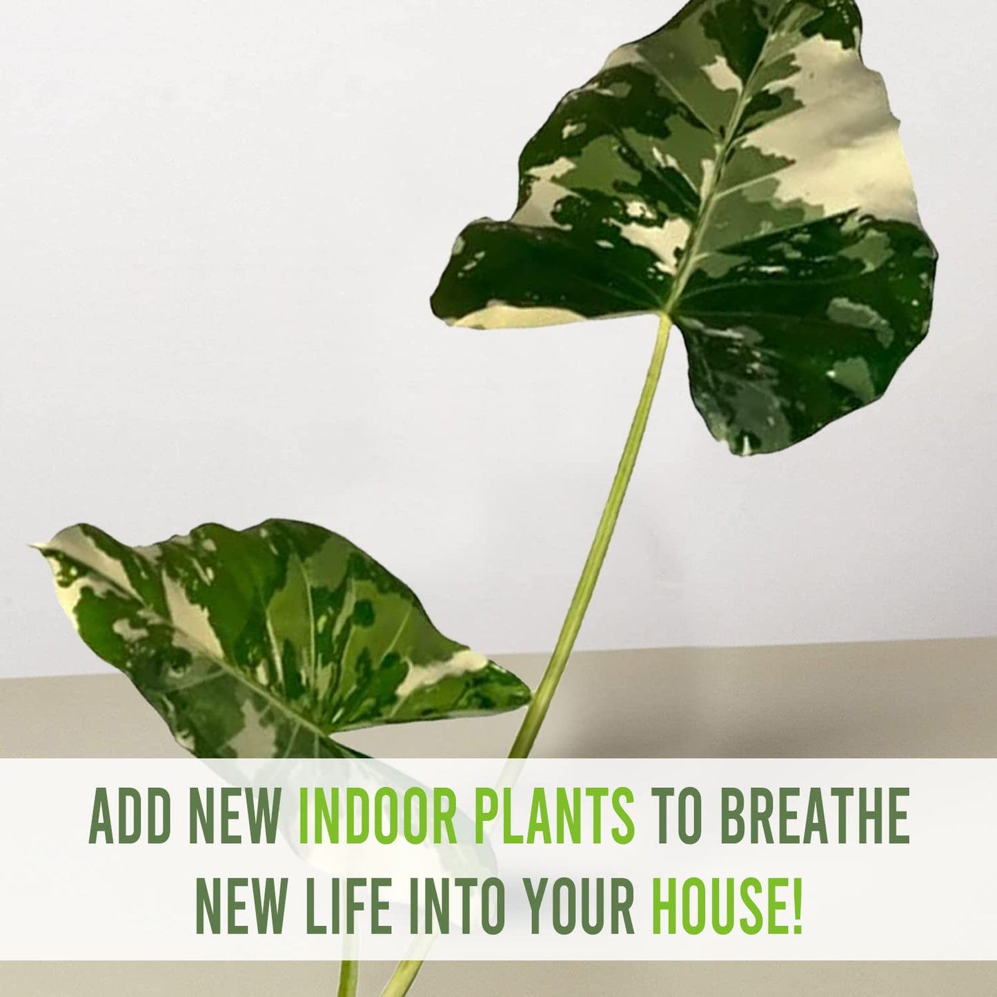 LEAL PLANTS ECUADOR Alocasia Macrorrhiza Variegated (Pack of 2),| Alocasia Live Plant, Variegated Live houseplant| Rare Indoor Plants, Perfect for Home Decor, Unique Gift for Plant Lovers