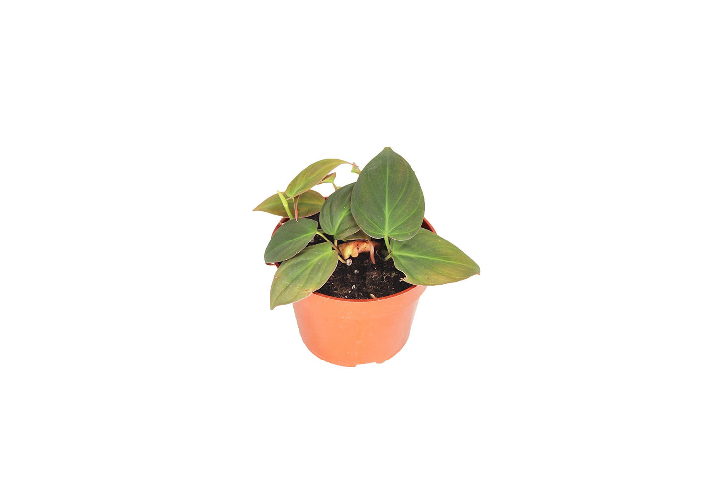 Philodendron Micans 4" from California Tropicals