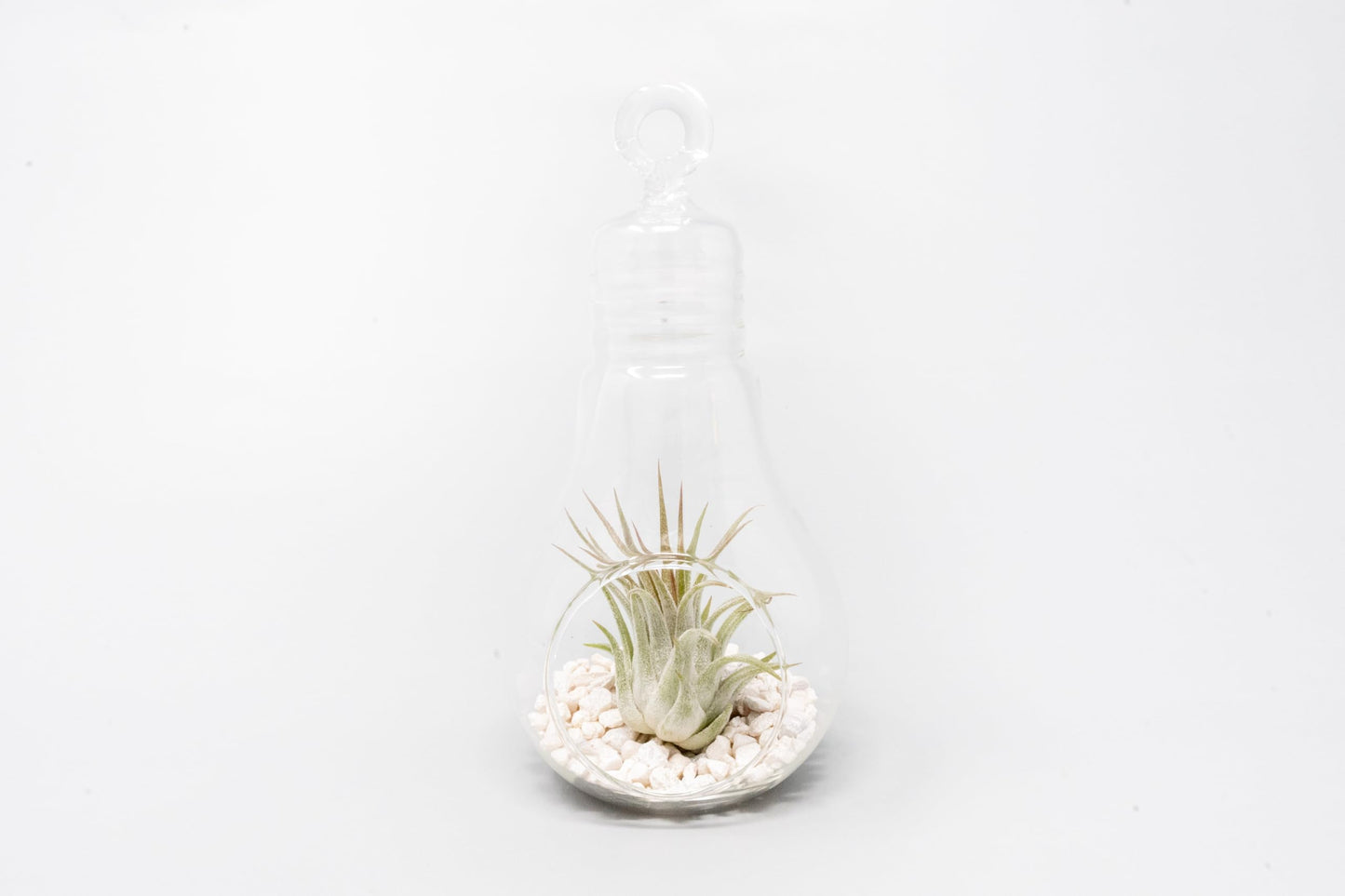 Air Plant Shop Hanging Light Bulb Terrarium with Crushed White Stones and Tillandsia Air Plant -Wholesale and Bulk- Succulents- Live Tillandsia - Easy Care Indoor and Outdoor House Plants (Pack of 1)