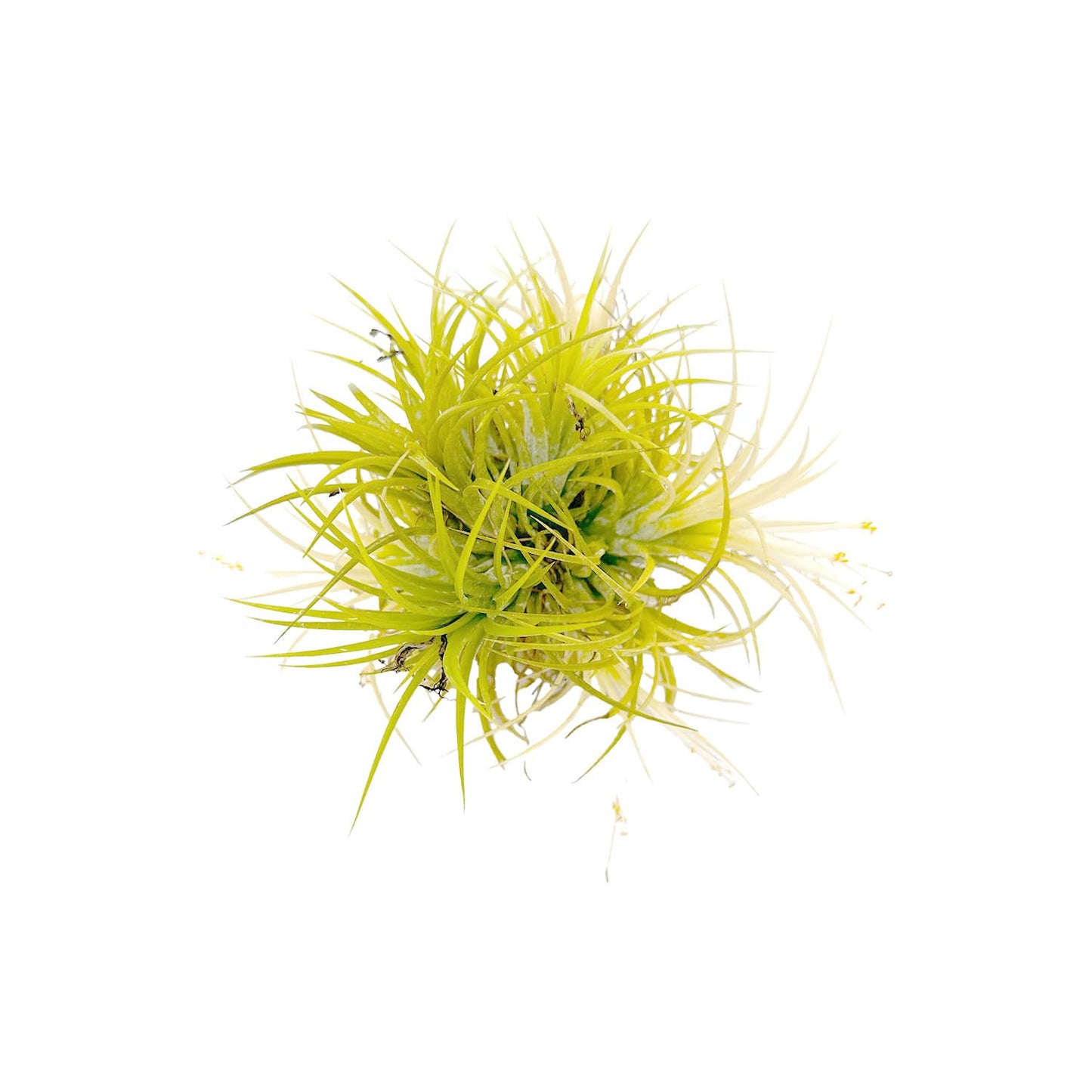 ragnaroc Air Plants - Tillandsia Ionantha Druid Ball, Jumbo 6-9" - 1ct - Live Arrival Guaranteed - House Plants for Home Decor & Gift