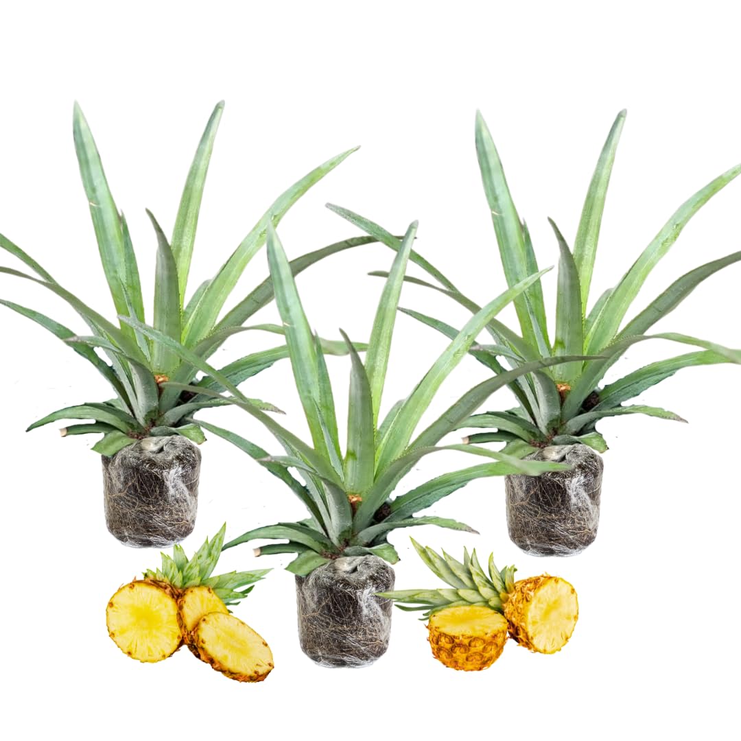 3 Sugarloaf Pineapple Plants Live, 5-9 Inch Tall, Tropical Pineapple Fruit Tree Seedlings for Planting