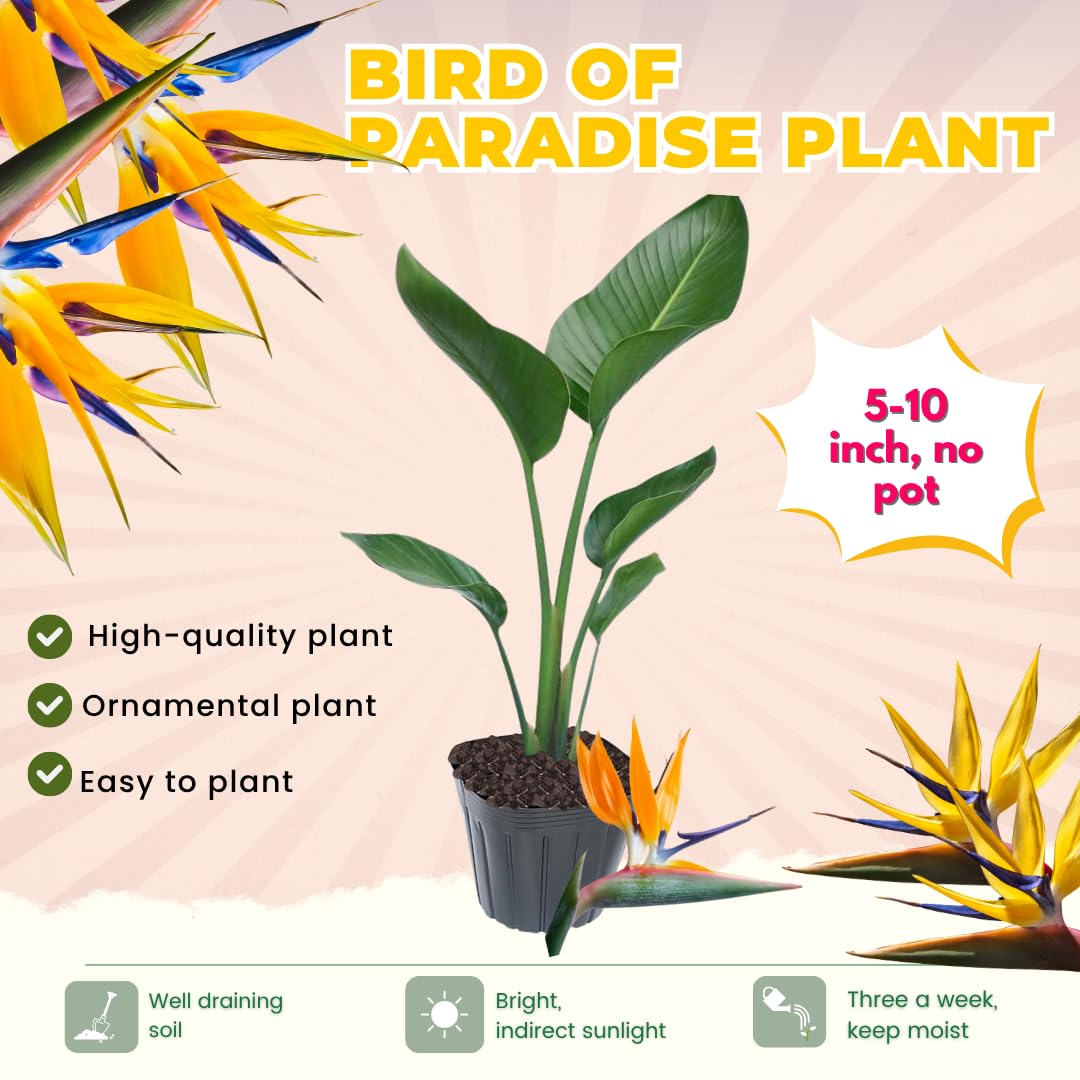 Bird of Paradise Live Plant to Grow, 5 to 9 Inches Tall, Strelitzia Reginae Bird of Paradise, Tropical Outdoor Plant (Yellow Bird of Paradise)