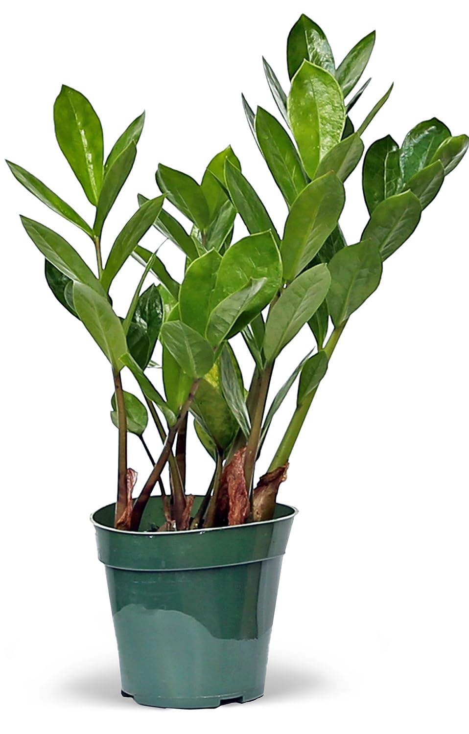 Live Zamioculcas Zamiifolia, ZZ Plant, Christmas Gift Houseplant, Birthday Good Luck Tree Gift, Plant Lover Gift, Indoor Potted Plant, Evergreen Plant Gift in 4" Pot