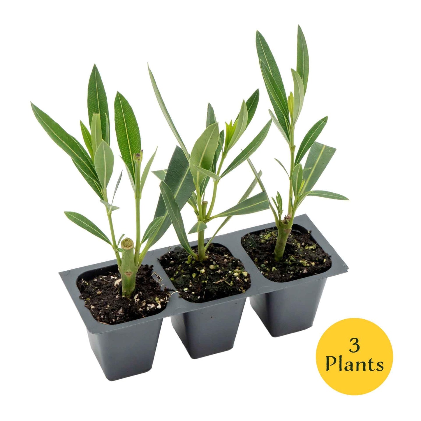 3 Nerium Red Oleander in 2.5” Nursery Cubes (Nerium Oleander ‘Jannoch’) | Red-Flowering Evergreen Shrub or Small Tree for Hedges, Privacy Screens, and Containers | Ready-to-Plant Live Starter Plants