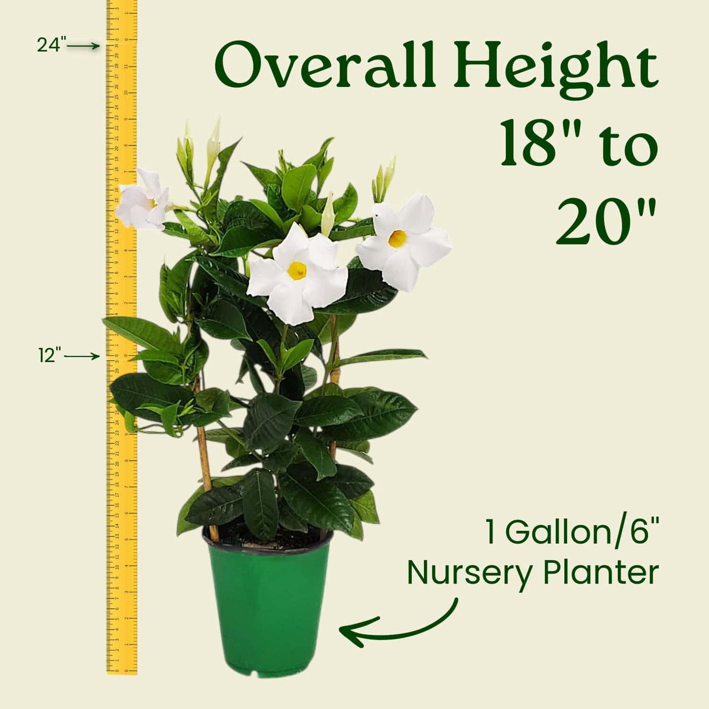 White Mandevilla Plant - Live Flowering Plant with Trellis - 18 inch Hoop, 18 inch to 20 inch Overall Height - 1 Gallon Planter - Tropical Plants of Florida (Plant + Heat Pack)