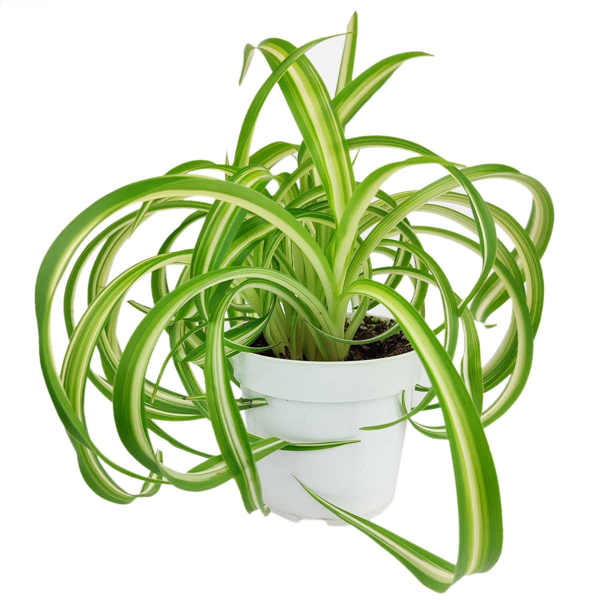 Live Houseplant 4" Bonnie Curly Spider Plant - Easy Care Indoor Plant - House Plants Indoor Live - Low Light HousePlants - Plants Live Houseplants - Air-Purifying Houseplant for Home Decoration