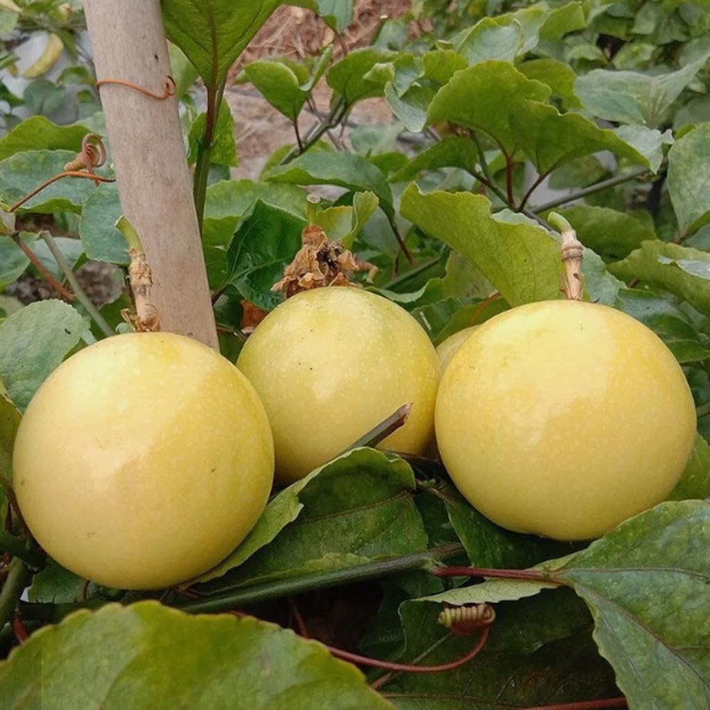 30PCS Golden Passion Fruit Seeds Sweet Granadilla Yellow Passion Fruit Seeds
