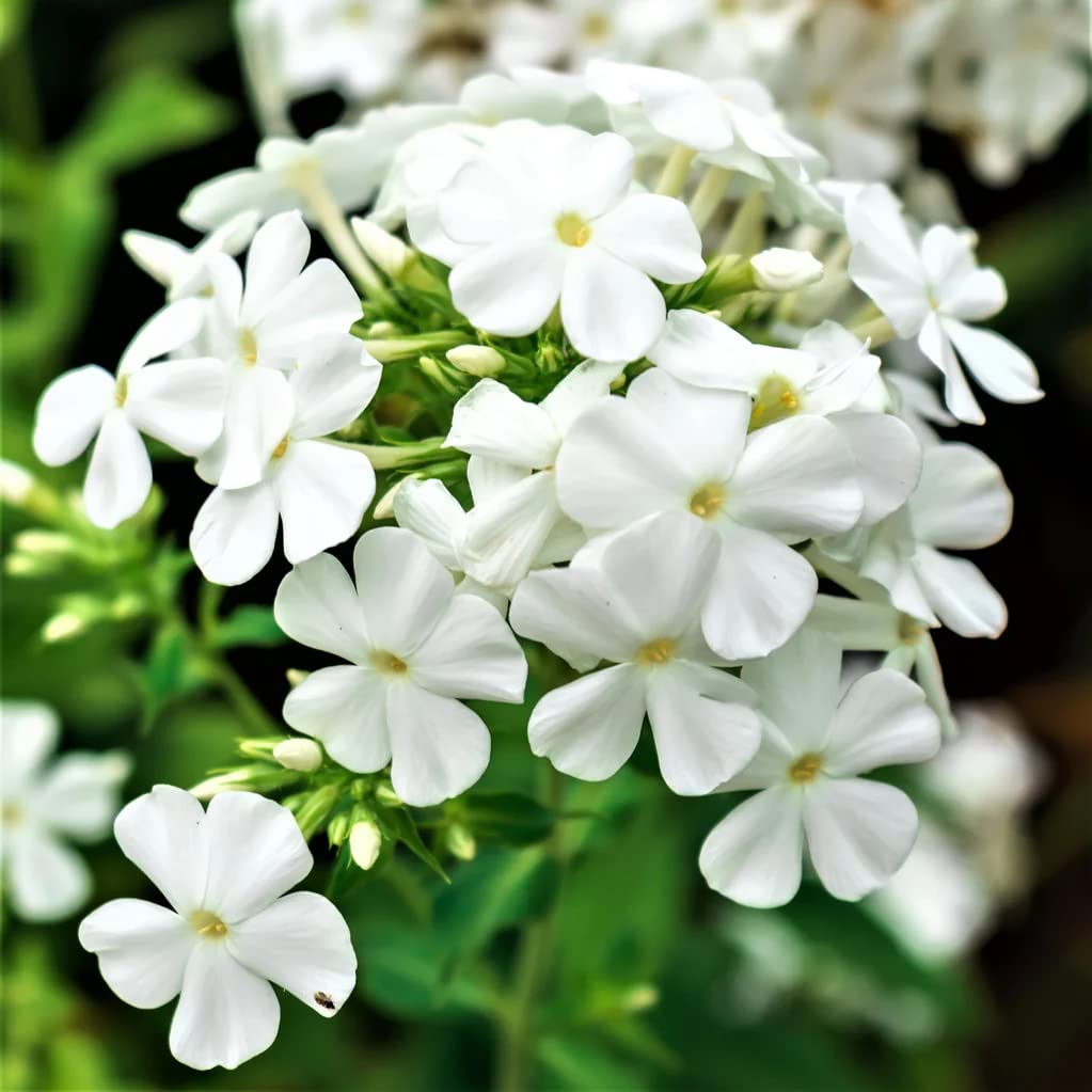 Votaniki David Phlox Bare Root Start - Perennial, Fragrant Blooms, Paniculata David Phlox Bare Root for Planting - Perfect for Borders, Garden Beds, and Containers (1 Pack)