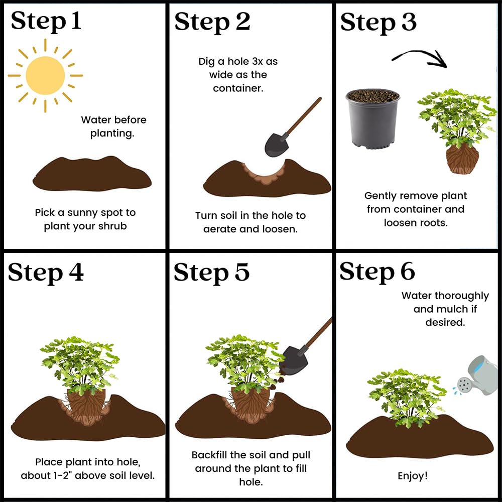 Fig 1 Gal. Brown Turkey Fig Plant