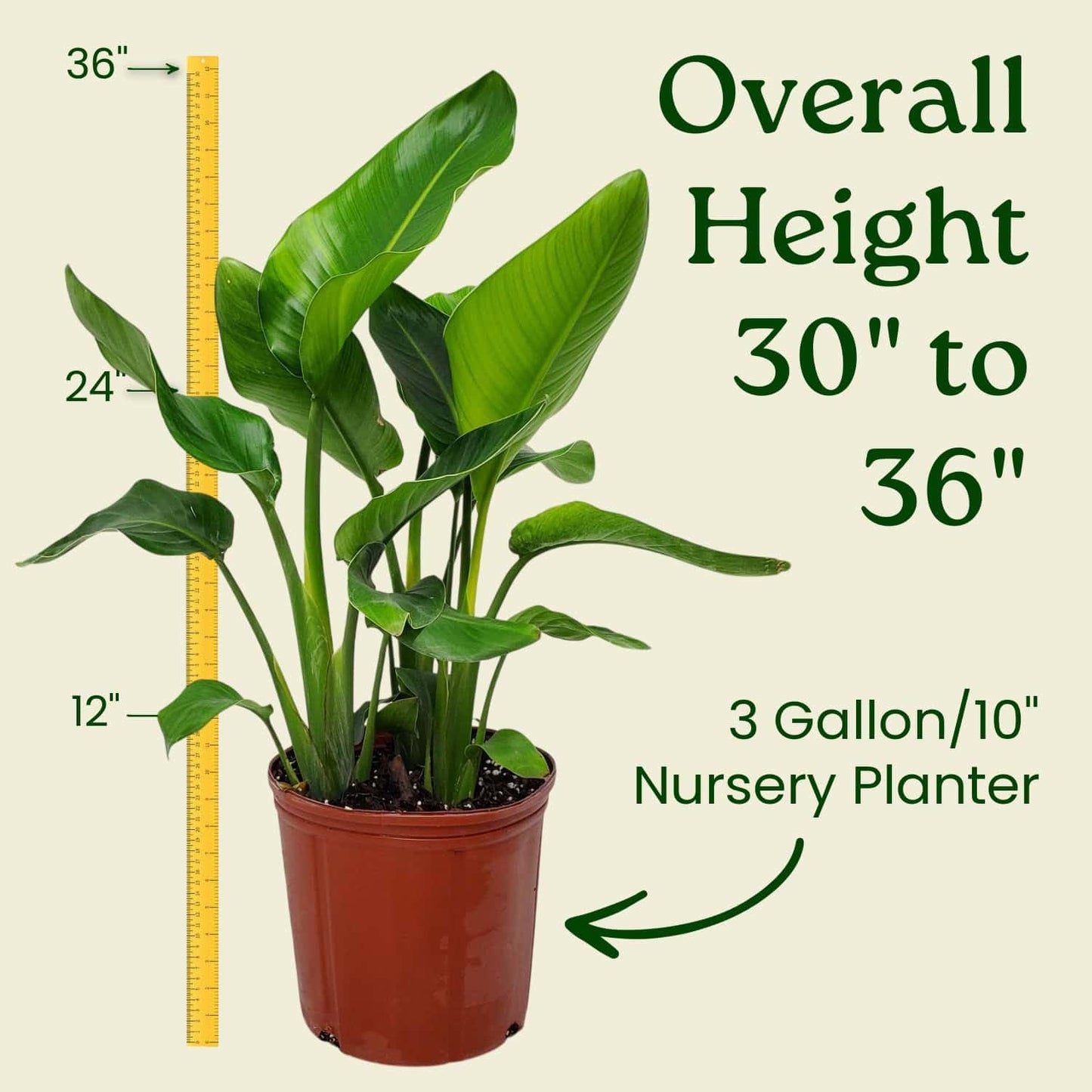White Bird of Paradise Plant - Live Tropical Foliage Plant - Overall Height 30" to 36" - Tropical Plants of Florida (Plant + Indoor Soil)
