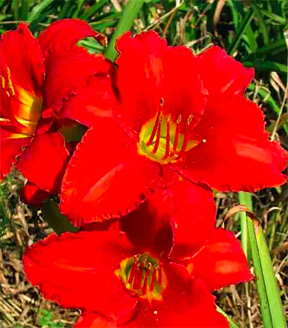 Pink Daylily - Bare Root Plant, Hardy Perennial for Zone 4, Delicate Pink Blooms, Low Maintenance, Ideal for Full Sun or Partial Shade, Perfect for Garden Borders & Landscapes