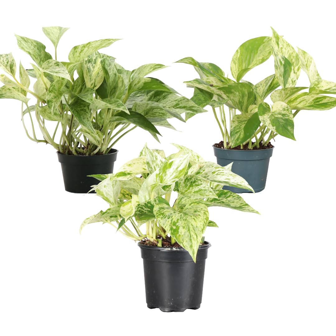 Thorsen's Greenhouse Marble Queen Pothos, Live Indoor Plant, Easy to Grow, Rare Variegated Houseplant, Natural Air Purifier, 4-inch Diameter Pot (3 Pack Nursery Pots)