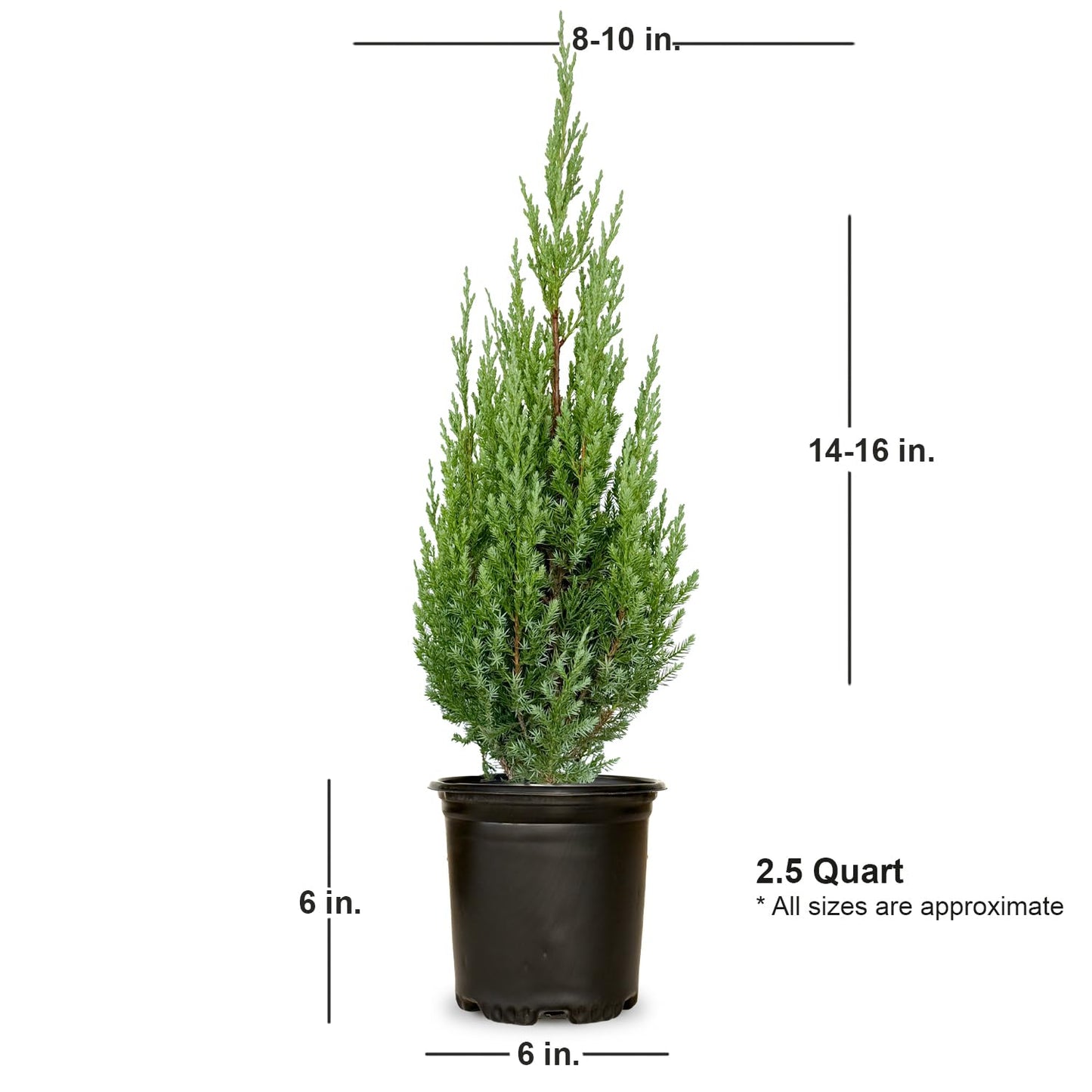 Plants by Mail Blue Point Juniper (Tree, Bush, Evergreen, Fragrant), 2.5 Quart