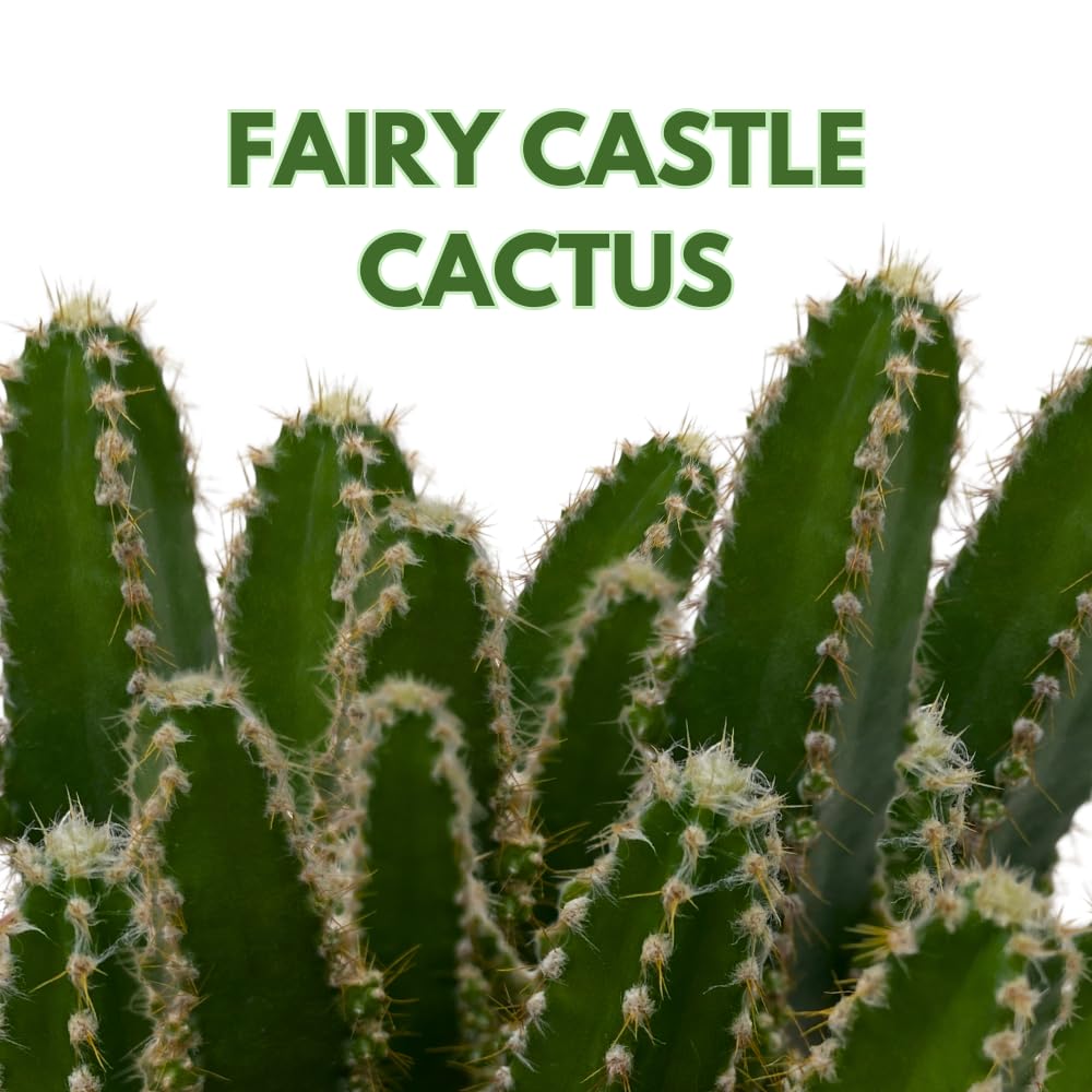 Fairy Castle Cactus, Acanthocereus Tetragonus, Night-Blooming Cereus, Triangle Cactus, 4 inch Pot