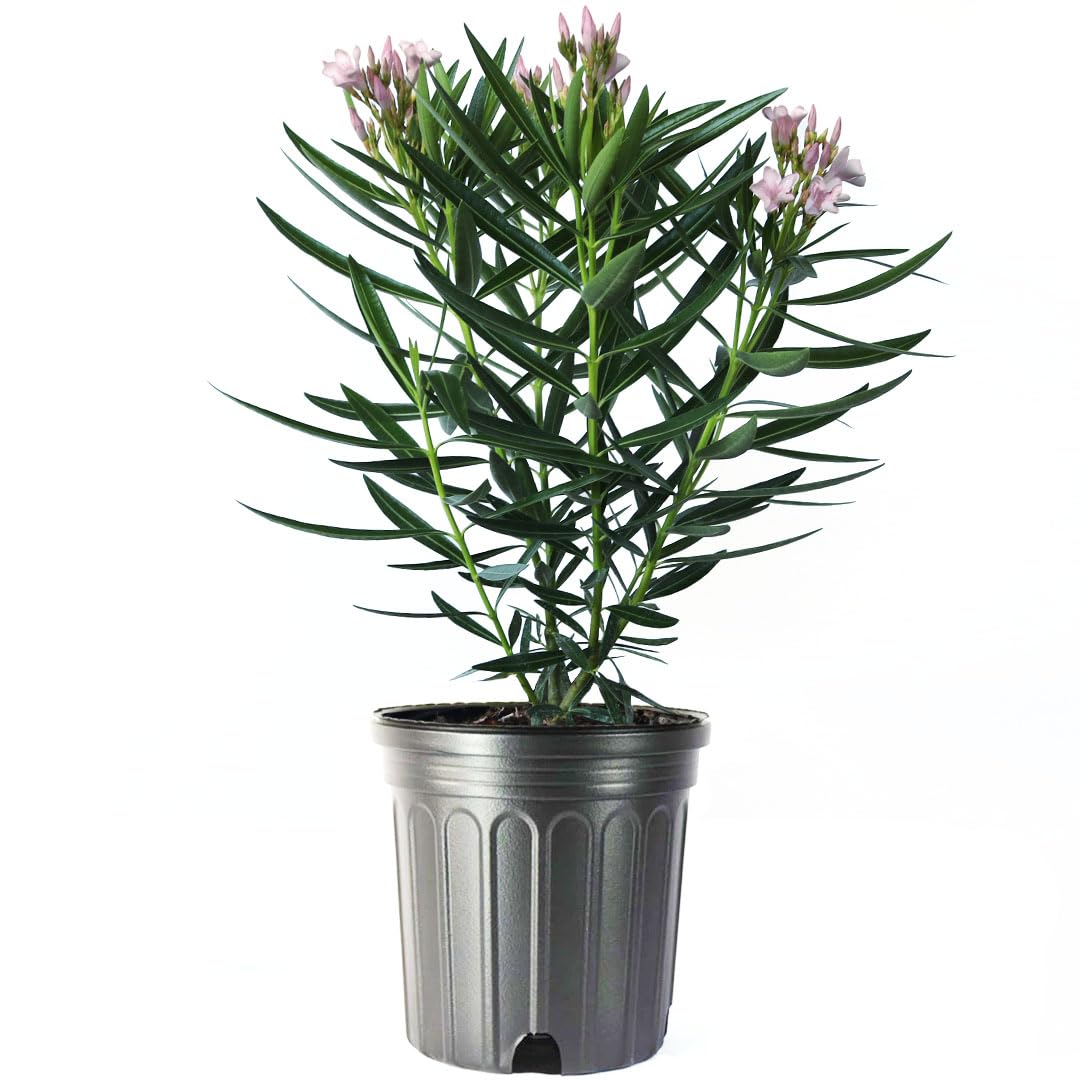 American Plant Exchange Oleander 'Petite Pink' – 10-Inch Pot – Live Flowering Shrub with Soft Pink Blooms, Drought-Tolerant Outdoor Plant for Patios, Gardens, Borders & Landscape Hedges