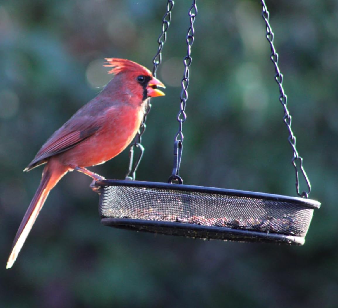 8" Diameter Hanging Bird Feeder Tray Round Metal Mesh Seed Container Outside Garden Decoration Backyard Wild Bird Feeding