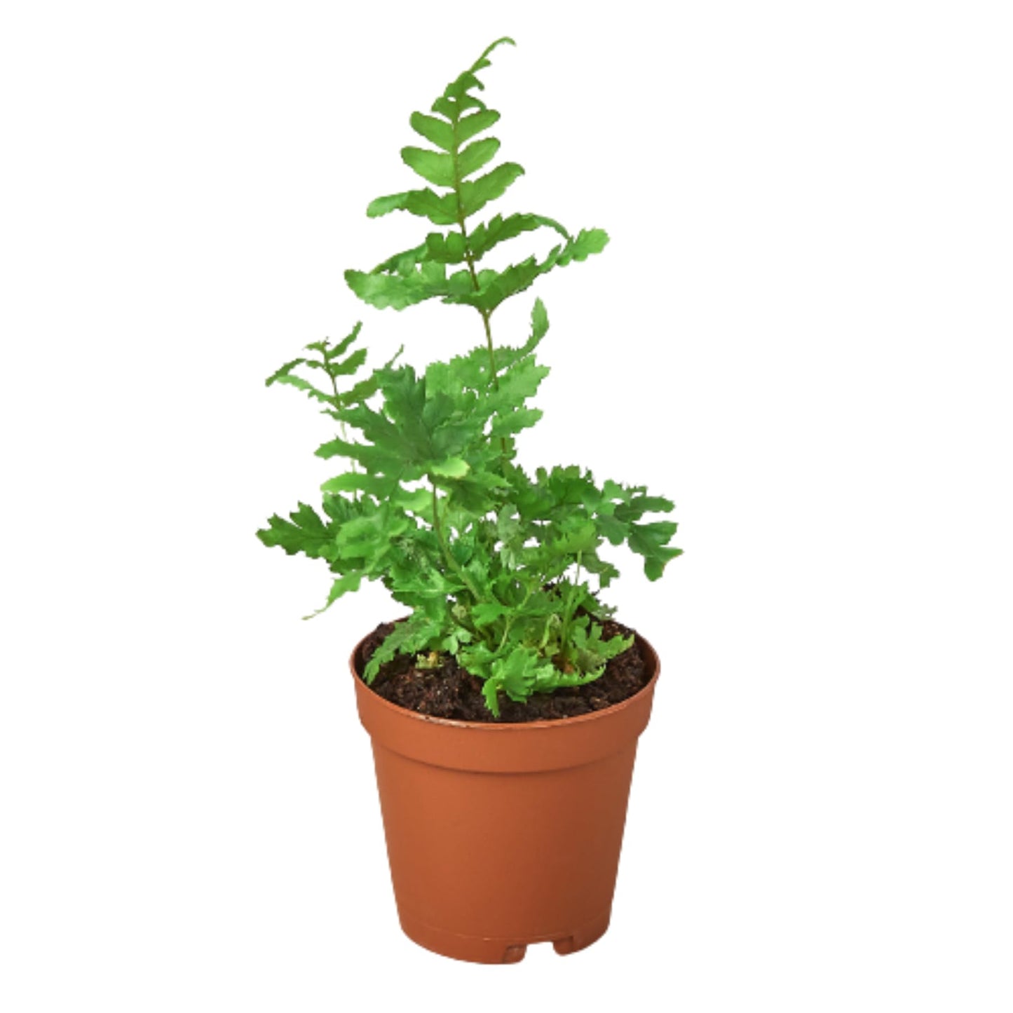 Autumn' Fern | Live Plant for Indoor & Outdoor | for Living Room, Office, Bathroom | (4" Pot)