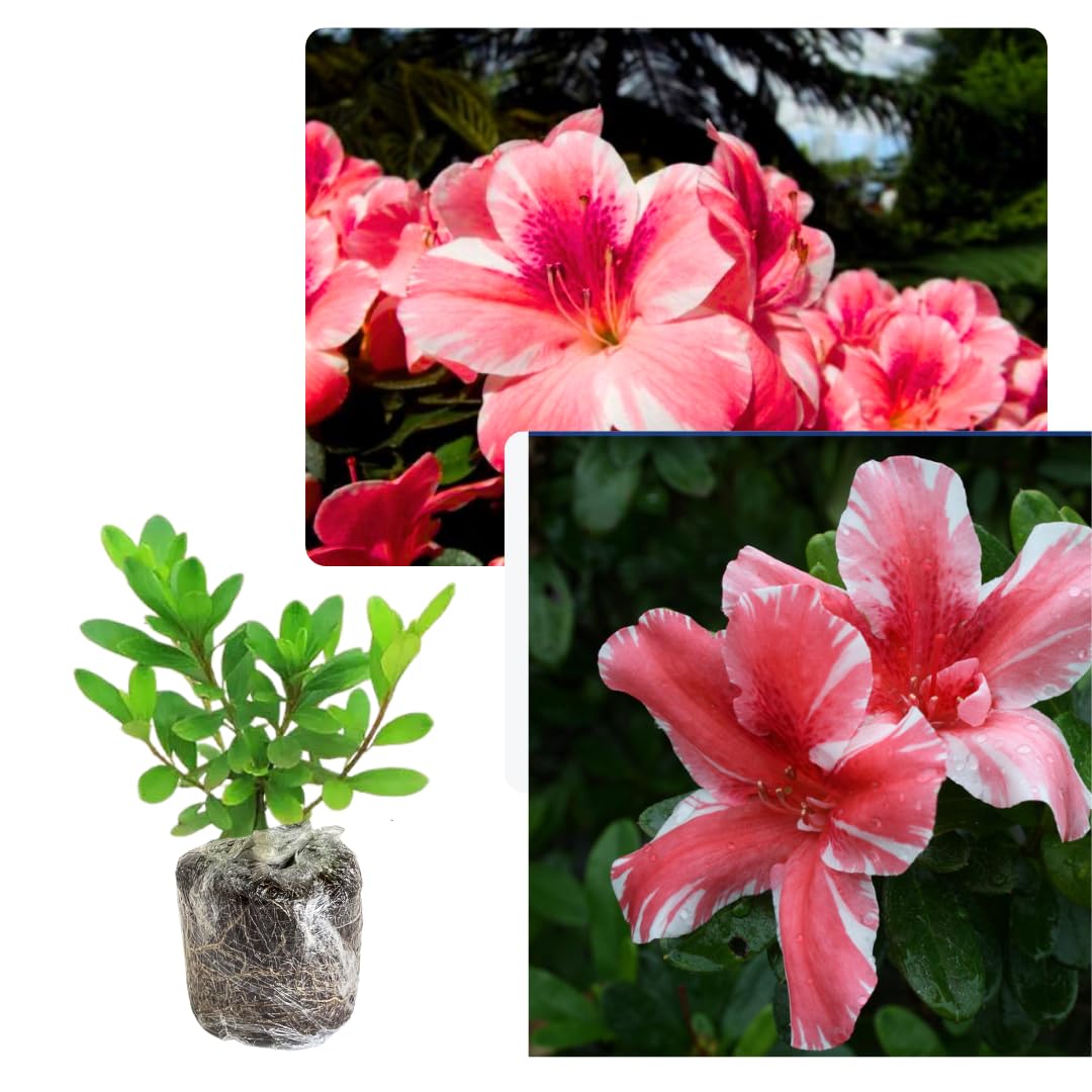 Live Dogwood Bicolor Azalea Plant, Cold Hardy Azalea Plant, Reblooming Flowering Azalea Shrub, Rhododendron Like, Azalea Bush for Outdoor Gardening
