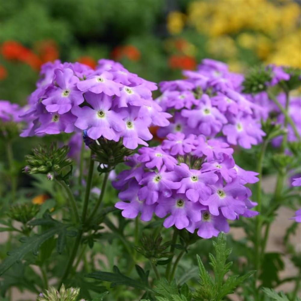 2 Lavender Verbena Live Plants, Trailing Verbena Plants for Planting Outdoor, Perennial Ground Cover Flowers 4-7 Inches