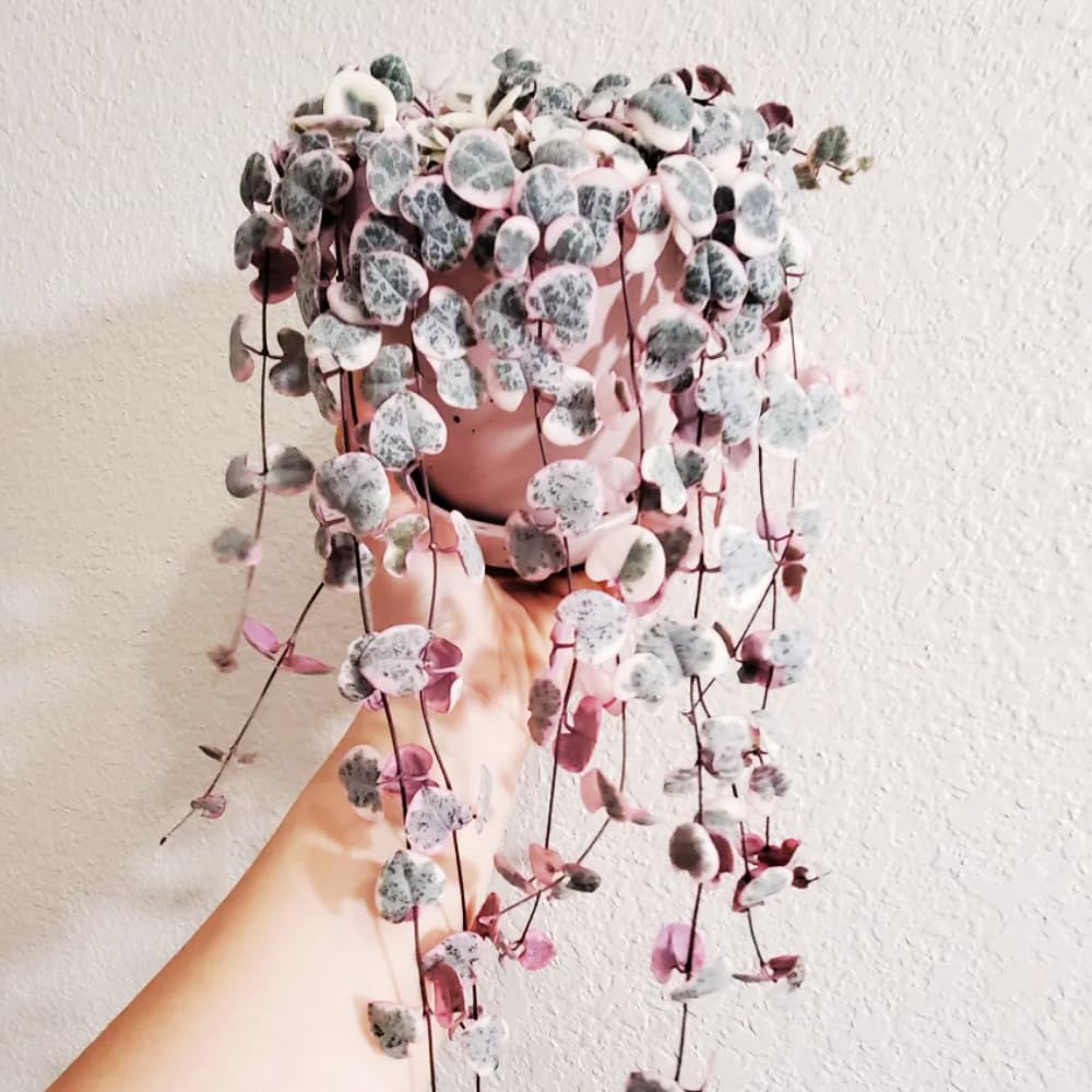 Variegated String of Hearts Plant Live Succulent 4 Inch Pot, Ceropegia Woodii Variegata, Hanging Plant for Home Office Decor, 4-7 Inch Tall