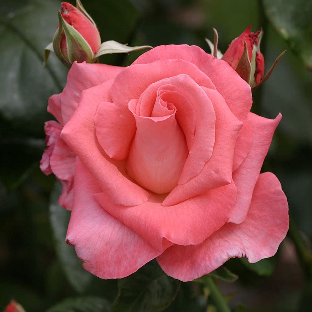 Heirloom Roses Rose Plant - Touch of Class™ Multi Rose Bush, Hybrid Tea Live Plant for Planting Outdoors