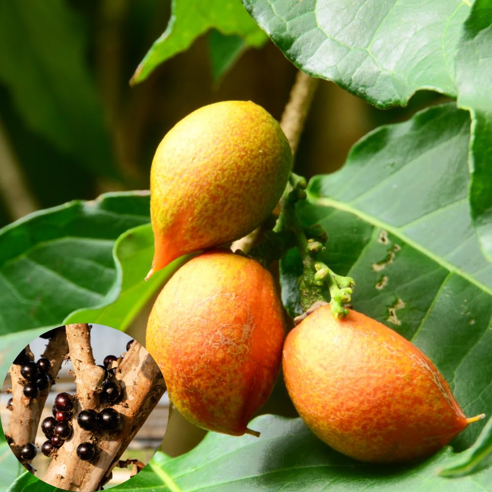 2 Peanut Butter Trees Plants Live, Peanut Well Rooted Starter 4-6” Tall for Home Garden and Patio Pots