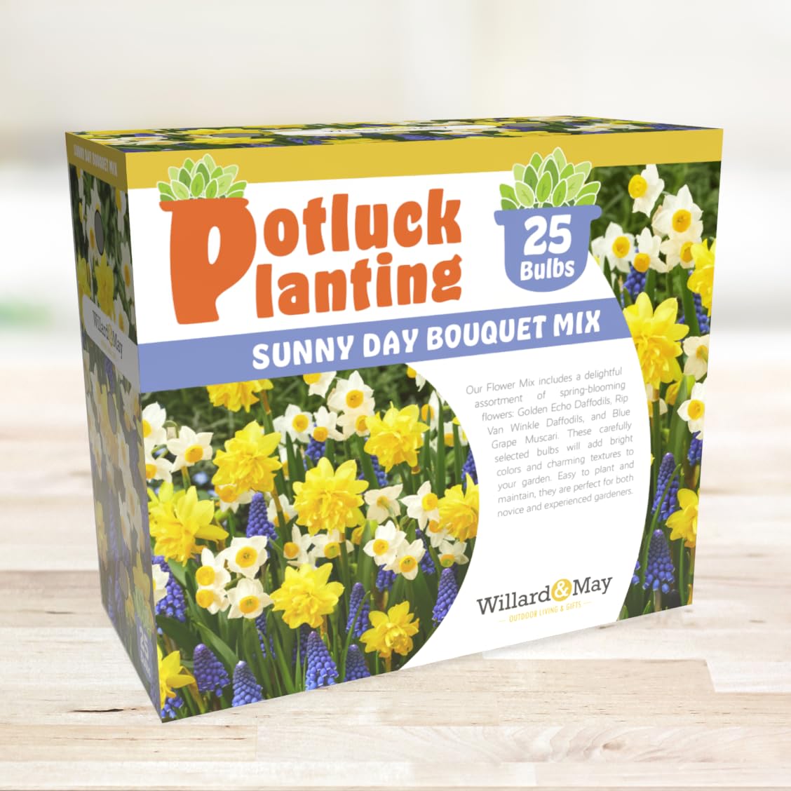 All-in-One Flower Garden Kit - 25 Flower Bulbs Per Box - Potluck Planting Sunny Day Bouquet Mix - Daffodil and Muscari Mix - Fragrant - Naturalizing - Live Outdoor Garden - Easy to Plant Flowers