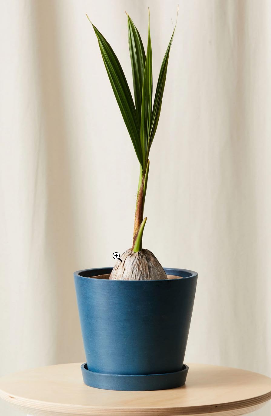 Live Coconut Palm Tree 1-4 Feet Large Sprouted Cocos Nucifera Plant for Indoor & Outdoor Green Dwarf Malayan