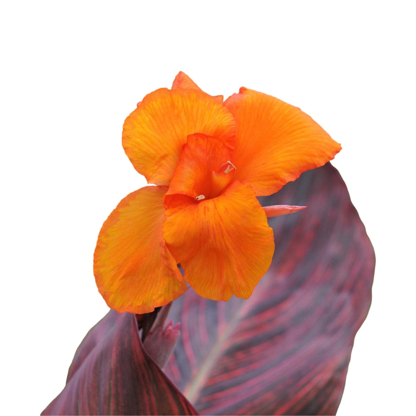 Easy to Grow Canna Tropicanna Plant Bulb (1 Pack) - Beautiful Orange Flowering Blooms & Dark Purple Foliage Summer Gardens