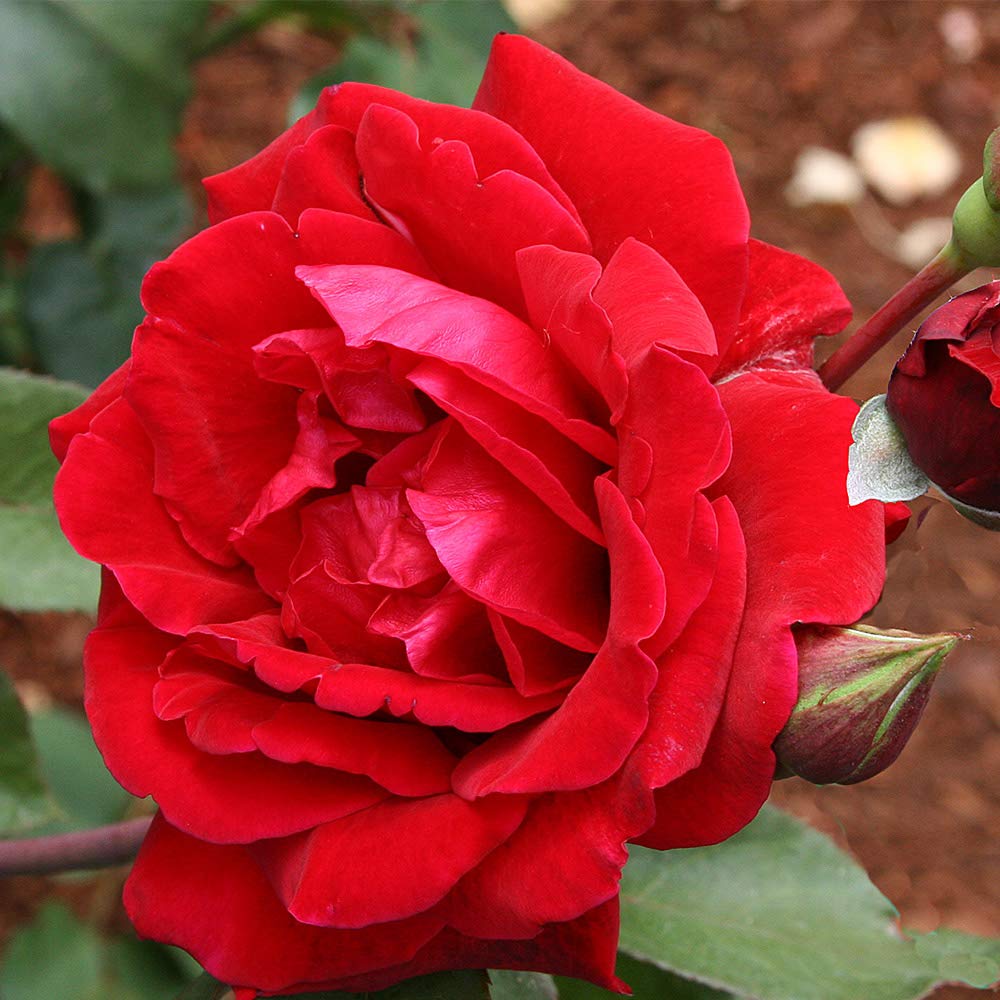 Heirloom Climbing Roses, Live Own Root Plant for Outdoor Garden, Don Juan, Very Fragrant, Hardiness Zones 5-10, Continual Blooming