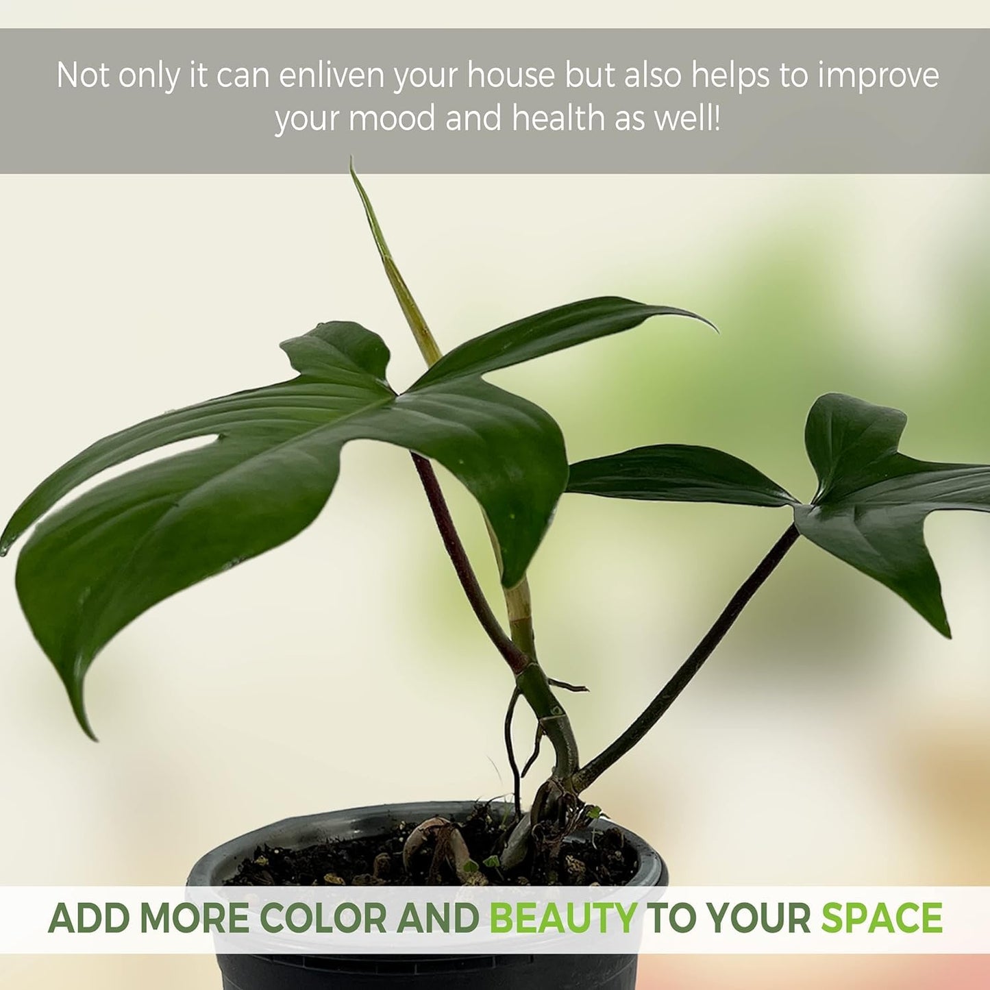 LEAL PLANTS ECUADOR Philodendron Florida Green (Pack of 2)| Exotic Low-Maintenance Houseplant | Perfect for Living Rooms & Indoors | Lush Live Philodendron Plants | Florida Green Indoor Houseplant