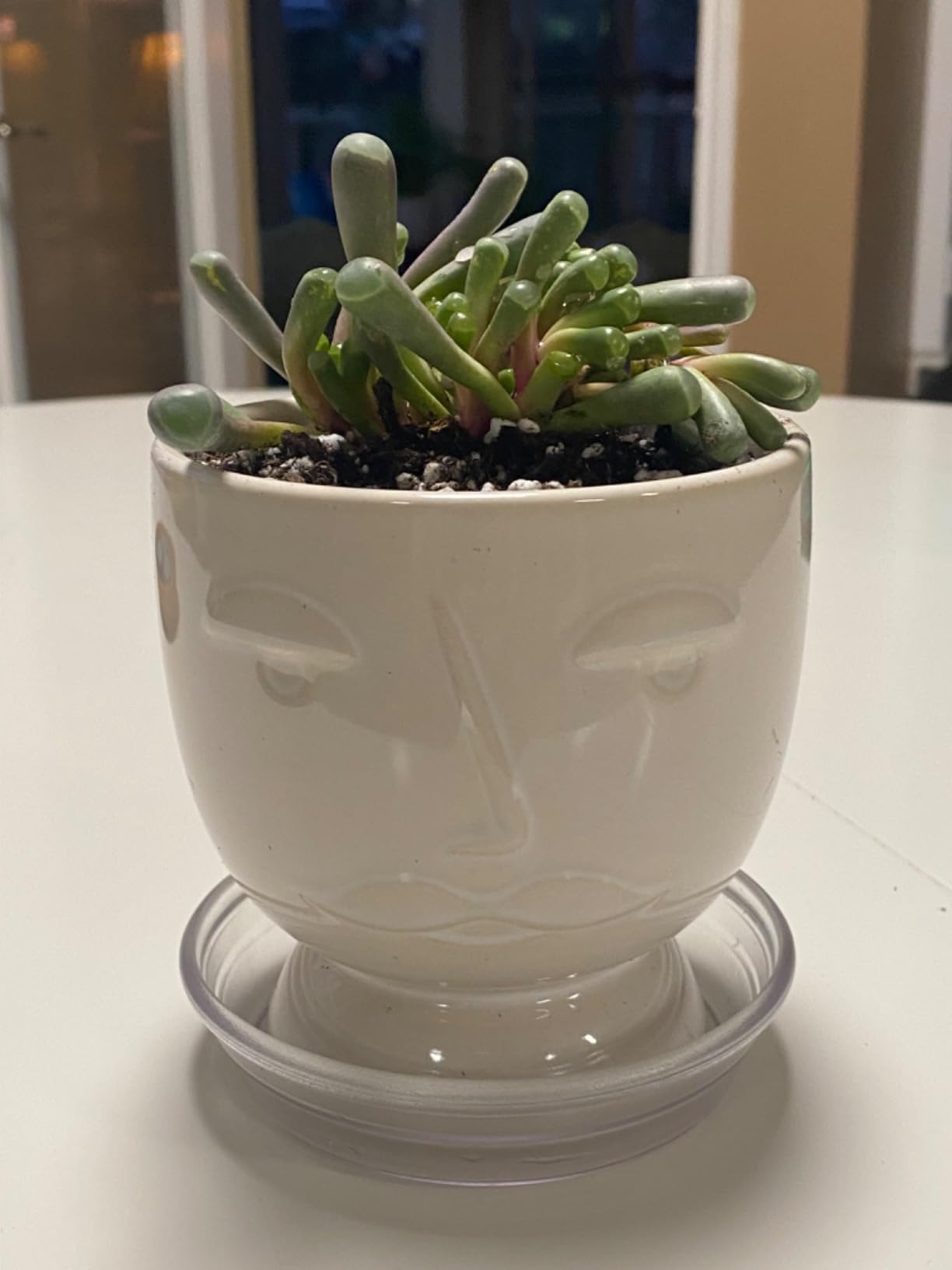 Sprout N Green Baby Toes, Live Succulent Fenestraria rhopalophylla Fully Rooted in 4 inch Nursery Pot, House Plant Home Office Wedding Decoration DIY Projects Party Favor Baby Shower
