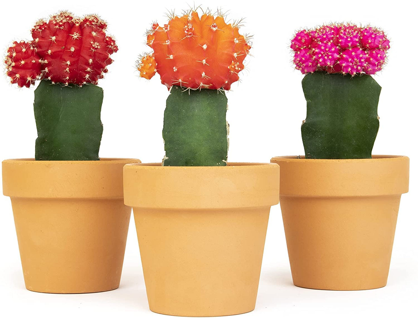 Grafted Cactus Succulent 3PK in 3" Terracotta Pots, Live Succulents & Mini Cacti Plant Gift, Real Houseplants for Home or Office, Easy Care Houseplant Trio by Plants for Pets