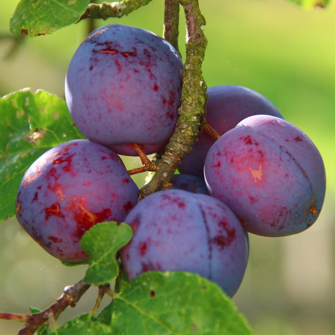 Plum Tree Live Plant, 1 Year Old Plum Trees Sweet Fruits Bare Roots, 6-12" Tall, Cold Hardy, Dormant in Winter