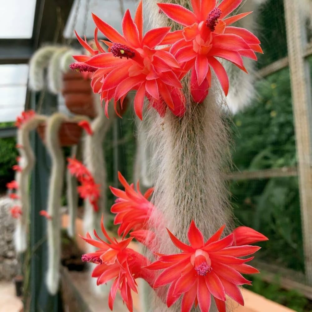 Monkey Tail Cactus Live Plant, Rare Trailing Cactus Indoor Houseplant 3-6 Inch Tall, Hanging Basket, Container Growing